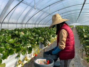 Farm Worker Jobs in Italy for Non-Citizens